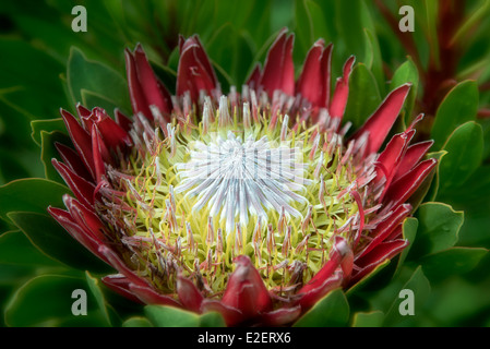 Nahaufnahme der Königsprotea (protea Cynaroides). Maui, Hawaii Stockfoto