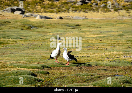 Peru, Arequipa Provinz, Chivay, Mismi Vulkan (5597 m), Anden Gans im Tal des Rio Carhuasanta Stockfoto