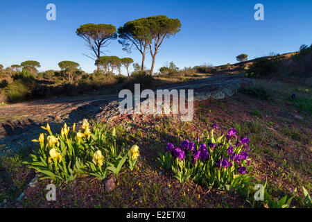 Frankreich, Var, Plaine des Maures National Nature Reserve, Vidauban, rosa Sandsteinplatten, Schirm-Kiefer oder Sonnenschirm-Kiefer (Pinus Pinea) und Krim-Iris (Iris Lutescens) Stockfoto