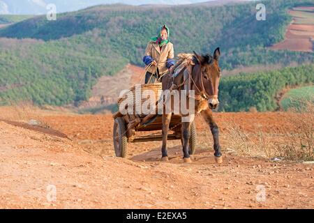 China, Provinz Yunnan, Guoditang, schöner Garten, Frau mit einem Esel und Wagen Stockfoto