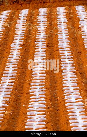 China, Provinz Yunnan, Guoditang, schöner Garten, Terrasse-Anbau, Pflanzen Kartoffeln mit Schutzfolie Stockfoto