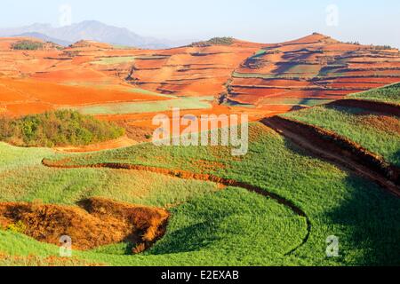 China, Provinz Yunnan, Guoditang, schöner Garten, Terrasse-Anbau Stockfoto