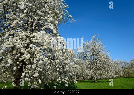 Frankreich, Haute Saone, Fougerolles, Obstgarten Kirsche blüht Stockfoto