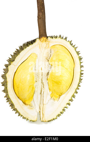 Durian isoliert auf weißem Hintergrund Stockfoto