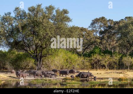 Botswana, Moremi Game reserve, Khwai River, Flusspferd (Hippopotamus Amphibius), Gruppe Stockfoto