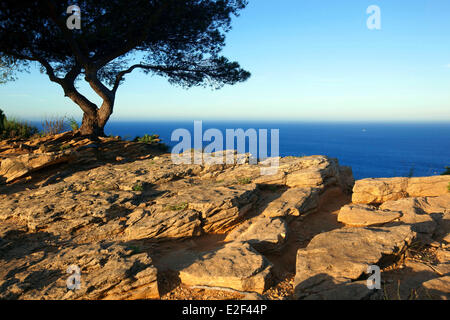 Frankreich, Bouches du Rhone, Nationalpark Calanques, Cassis, Cap Canaille, Höhenstraße, Klippen Soubeyranes Stockfoto