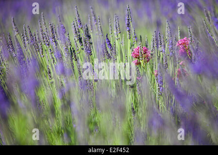Frankreich, Bouches du Rhone, Calanques Nationalpark, La Ciotat, Park Mugel, Lavendel Stockfoto