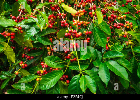 Kirschen rot Kona Kaffee am Rebstock, Captain Cook, The Big Island, Hawaii USA Stockfoto