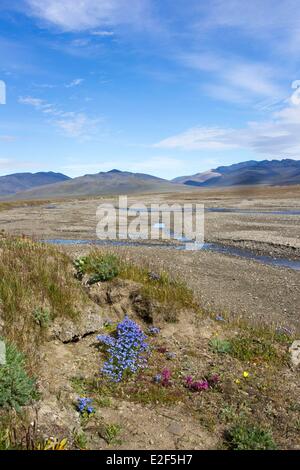 Russland-Tschukotka autonomen Bezirk Wrangel Island zweifelhaft Dorf zweifelhaft Fluss und Tundra mit Kamtschatka eritrichium Stockfoto