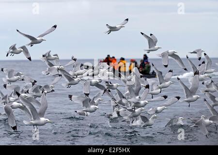 Russland, autonomen Bezirk Tschukotka, Beringmeer, Kolyuchin Island, schwarzen Beinen Dreizehenmöwe (Rissa Tridactyla) Stockfoto