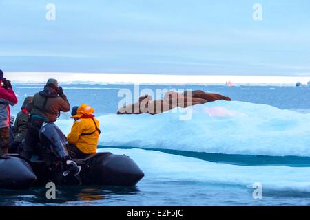 Russland Tschukotka autonomen Bezirk Wrangel Island Packeis pazifischen Walross (Odobenus Rosmarus Divergens) ruht auf Eisscholle Stockfoto