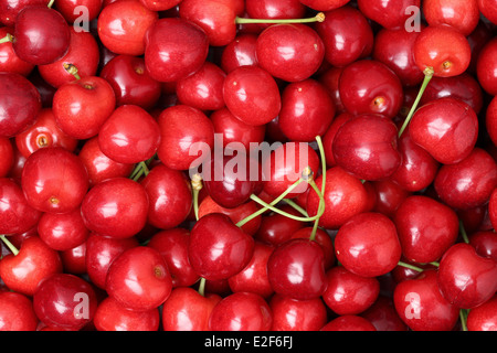 Rote reife Kirschen bilden einen Hintergrund im Sommer Stockfoto