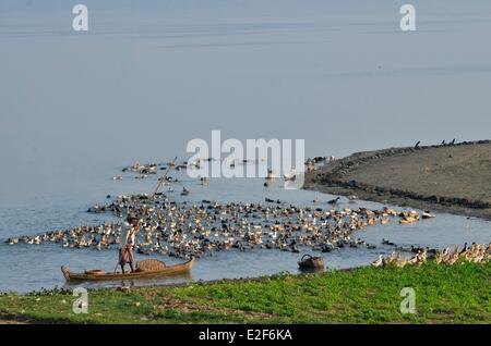 Taungthaman See, U Bein, Amarapura, Mandalay-Division, Myanmar (Burma) Ente Schäfer Stockfoto