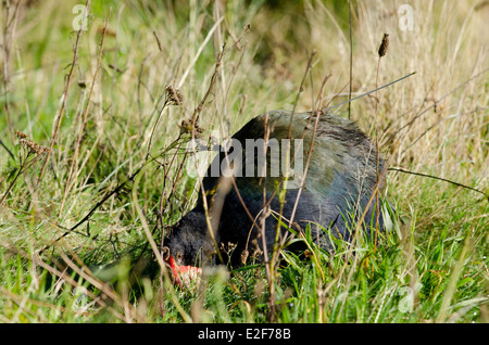 Neuseeland, Wellington. Zealandia, Karori Heiligtum. Südinsel Takahe (Porphyrio Hochstetteri) Vogel. Stockfoto