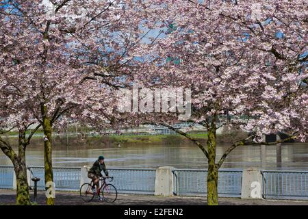 Vereinigten Staaten Oregon Portland Gouverneur Tom McCall Waterfront Park Park am Ufer des Willamette River 1978 eröffnet Stockfoto