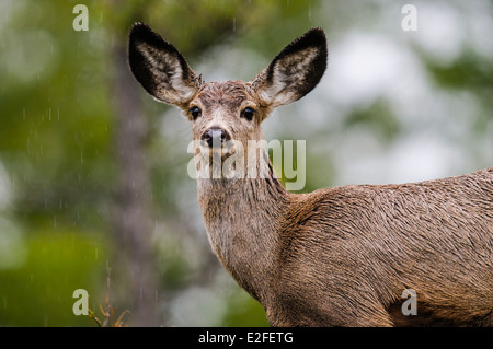 Weiß - angebundene Rotwild auf einer Waldlichtung im Frühjahr Stockfoto