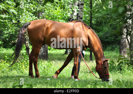 Ein Pferd in einer Waldlichtung. Im Frühsommer Pferd Schlemmen auf frische saftige Gräser. Stockfoto