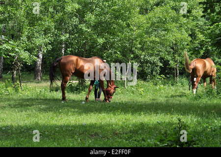 Ein Pferd in einer Waldlichtung. Im Frühsommer Pferd Schlemmen auf frische saftige Gräser. Stockfoto