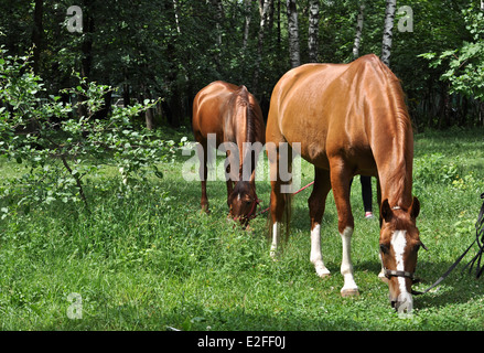 Ein Pferd in einer Waldlichtung. Im Frühsommer Pferd Schlemmen auf frische saftige Gräser. Stockfoto