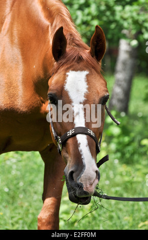 Ein Pferd in einer Waldlichtung. Im Frühsommer Pferd Schlemmen auf frische saftige Gräser. Stockfoto