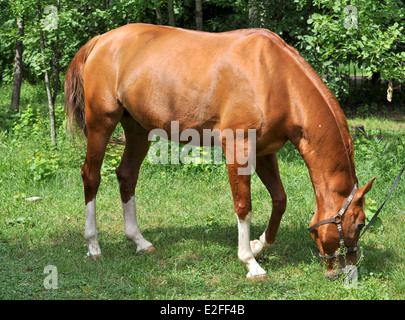 Ein Pferd in einer Waldlichtung. Im Frühsommer Pferd Schlemmen auf frische saftige Gräser. Stockfoto