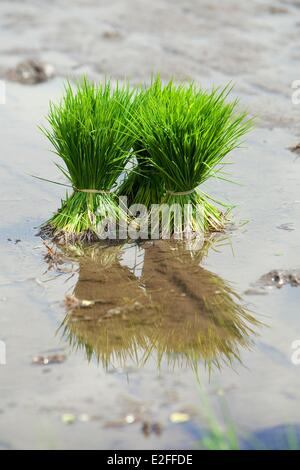 Indonesien, Bali, Mount Agung, Geriana Kauh Dorf, Arbeitsbereich in den Reisfeldern Stockfoto