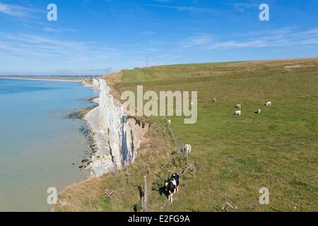 Frankreich, Somme, Ault, Kühe entlang der Kreidefelsen Stockfoto