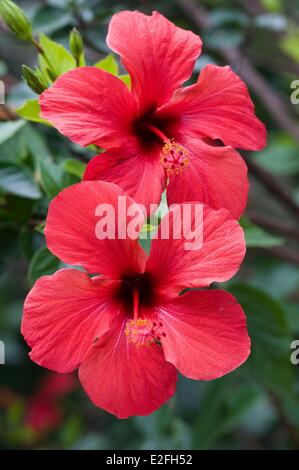 Spanien, Kanarische Inseln, Gran Canaria, Las Palmas, Garten Marquesa Arucas, rote Hibiskusblüten (Hibiscus Rosa-Sinensis) Stockfoto