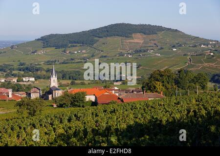 Frankreich, Rhone, Quincie-En-Beaujolais, Beaujolais Weinberg Stockfoto