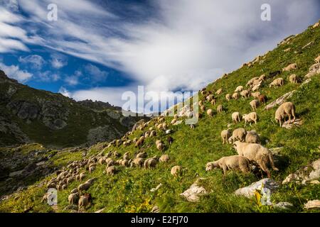 Frankreich, Savoyen, Beaufortain massiv, La Cote d'Aime, Herde von Schafen und Ziegen in die Richtung der Presset Zuflucht Stockfoto