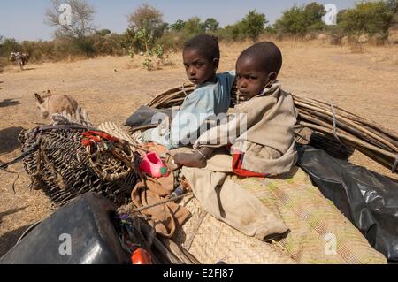 Tschad, Sahel, Loumia Savanne, Migration der Fulani oder Foulbe Nomaden mit ihren zebus Stockfoto