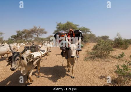 Tschad, Sahel, Loumia Savanne, Migration der Fulani oder Foulbe Nomaden mit ihren zebus Stockfoto