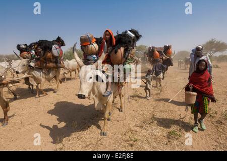 Tschad, Sahel, Loumia Savanne, Migration der Fulani oder Foulbe Nomaden mit ihren zebus Stockfoto