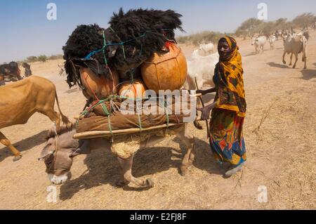 Tschad, Sahel, Loumia Savanne, Migration der Fulani oder Foulbe Nomaden mit ihren zebus Stockfoto