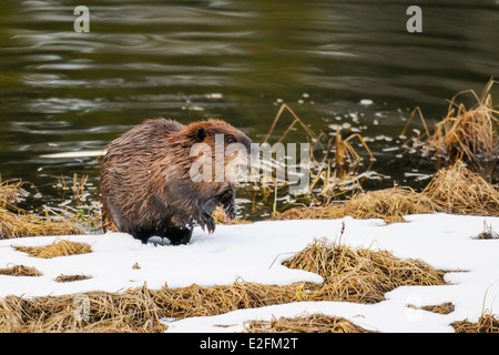 Nordamerikanische Biber in einem Berg-Teich im Frühjahr Stockfoto