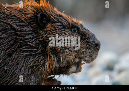 Nordamerikanische Biber in einem Berg-Teich im Frühjahr Stockfoto