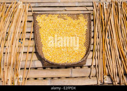 Malaysia Malaysia Borneo Sarawak Zustand Kuching Annah Rais Bidayuh Longhouse Mais Stockfoto