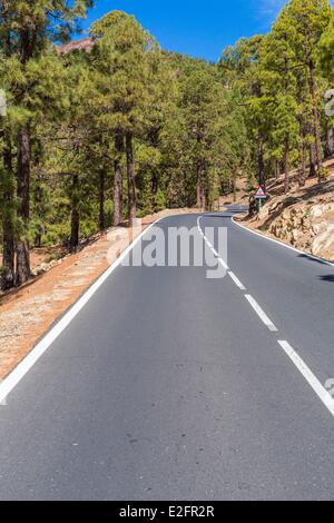 Spanien-Kanarische Inseln-Teneriffa-Zufahrtsstraße zum Vilaflor Kanarischen Kiefernwald (Pinus Canariensis) Stockfoto