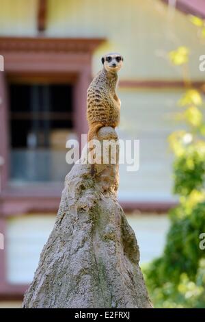 Haut Rhin Mulhouse in Frankreich botanischen und zoologischen Park Erdmännchen (Suricata Suricatta) Stockfoto