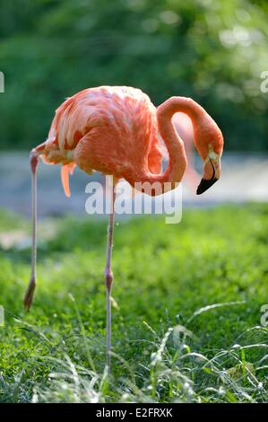 Haut Rhin Mulhouse in Frankreich botanischen und zoologischen Park American Flamingo (Phoenicopterus Ruber) Stockfoto