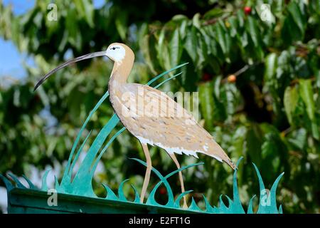 Frankreich-Bas-Rhin Zeichens Ried Muttersholtz Reproduktion der eurasischen Brachvogel (Numenius Arquata) Stockfoto