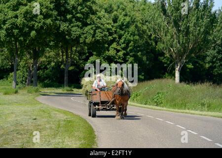 Frankreich-Bas-Rhin Ried Muttersholtz Bauer sammeln Heu Stockfoto