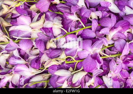 Thailand Bangkok Pak Khlong Talat Blume Markt Orchideen Stockfoto