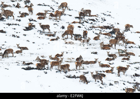 Eine Herde von Rothirsch (Cervus Elaphus) Hinds ruht während einer Schneedusche auf einen schneebedeckten Berg in den Cairngorms Stockfoto