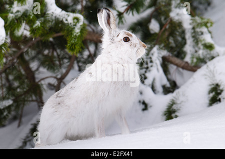 Schneehase (Lepus Timidus), Erwachsene im Winter Fell, Problemfälle vor schneebedeckten Tannen in den Cairngorms stehend Stockfoto