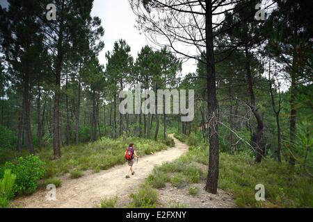 Frankreich Ardeche Bannes weibliche Wanderer in einem Kiefernwald Stockfoto