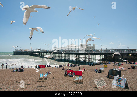 Möwen am Strand in Brighton Pier, Sussex, England Stockfoto