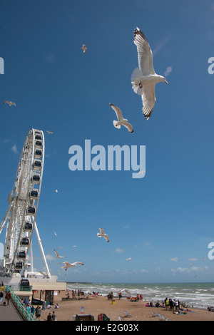 Möwen fliegen auf Brighton Beach, Sussex, England Stockfoto