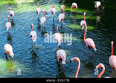 eine Herde von Flamingos am See Stockfoto