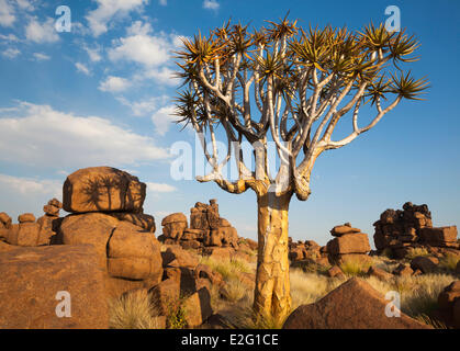 Namibia Karas Riesen Spielplatz Granit Kopjes und Köcherbaum (Aloe Dichotoma) Stockfoto